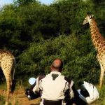 Kaapstad Motorcycle Tours -Giraffes