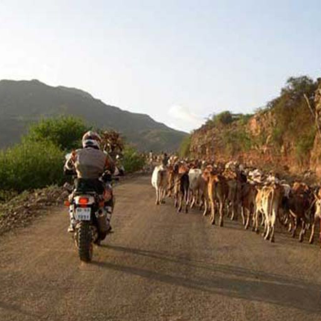 Africa Riding Adventures - Cows