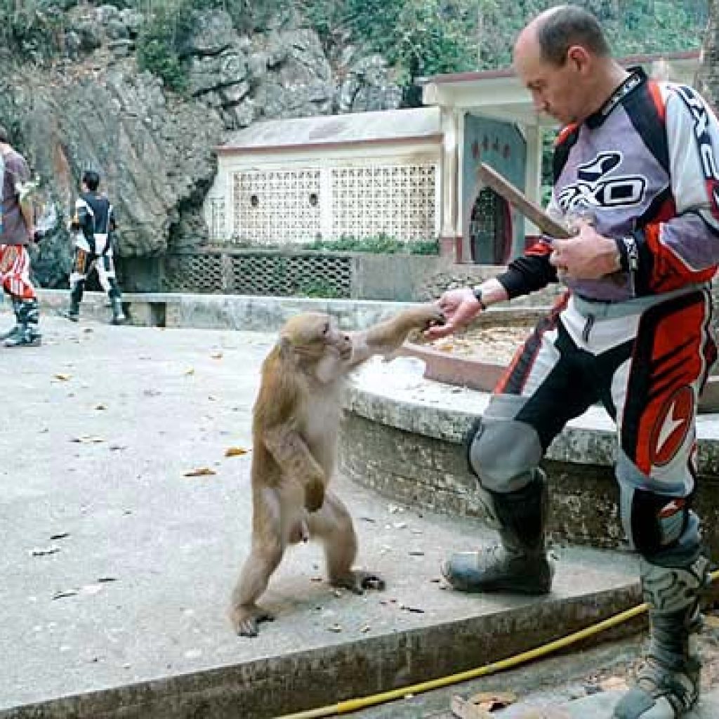 Asian Motorcycle Adventure - Monkey
