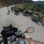 Beyond Usual Motorcycle Tours - Goats