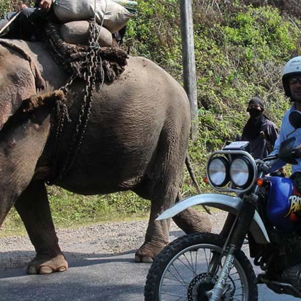 Explore Indochina - Elephant