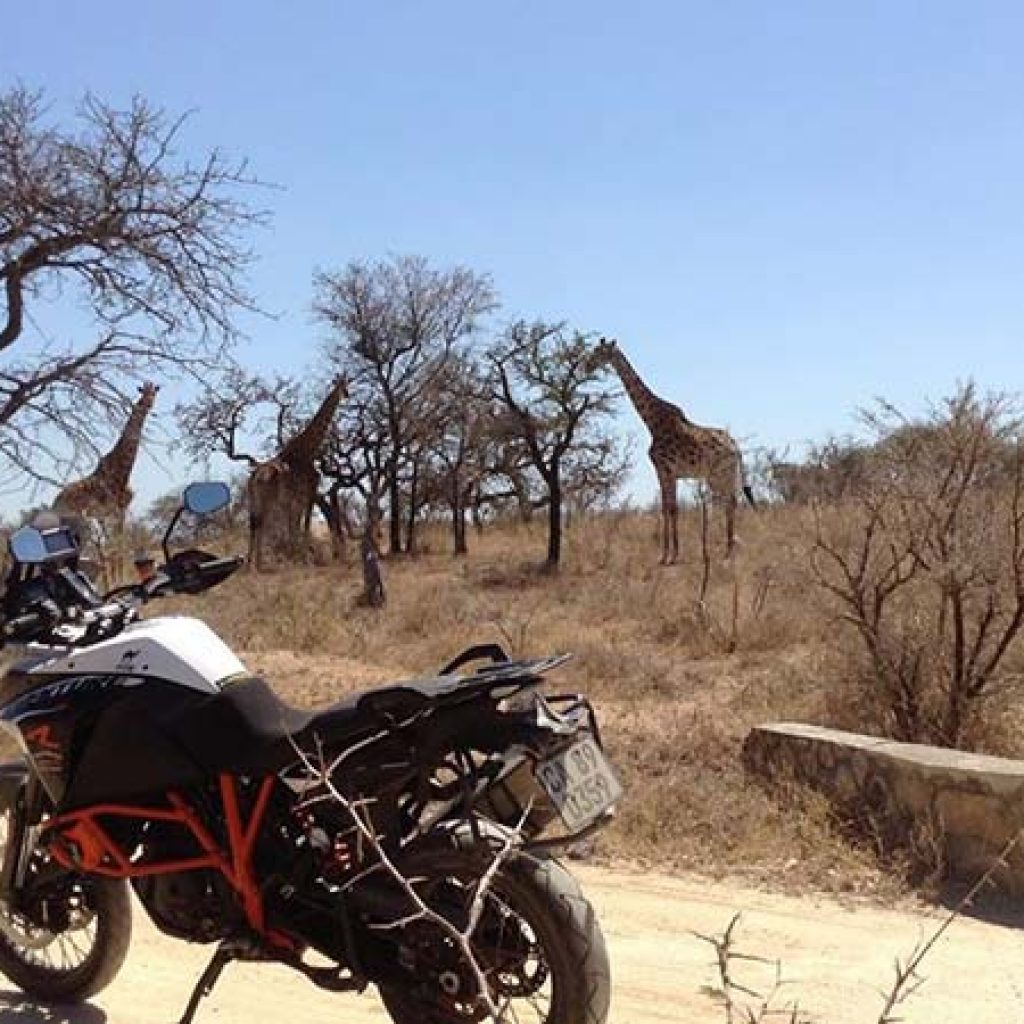 Kaapstad Motorcycle Tours - Giraffes2