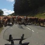 New Zealand Motorcycle Rentals Tours - Cows