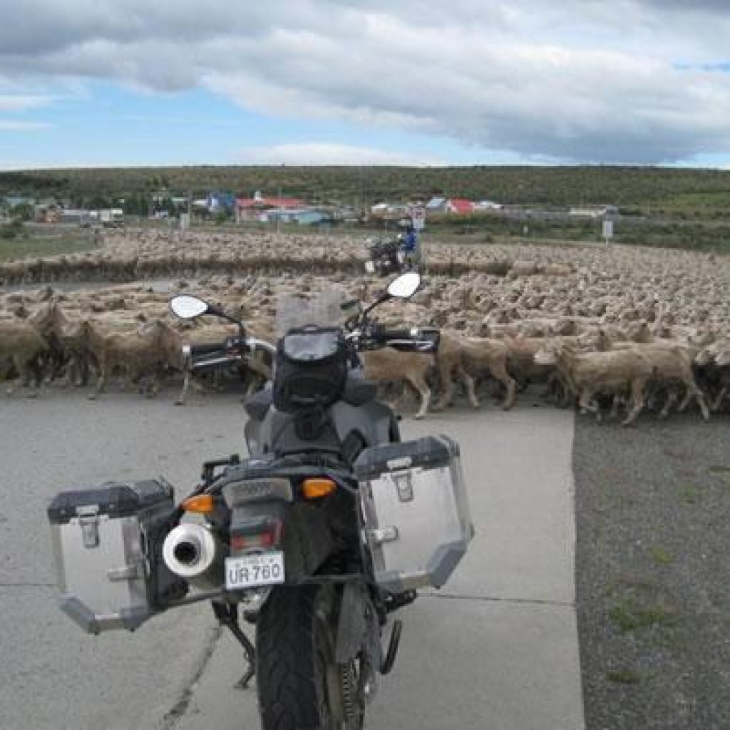 Patagonia Backroads - Goats