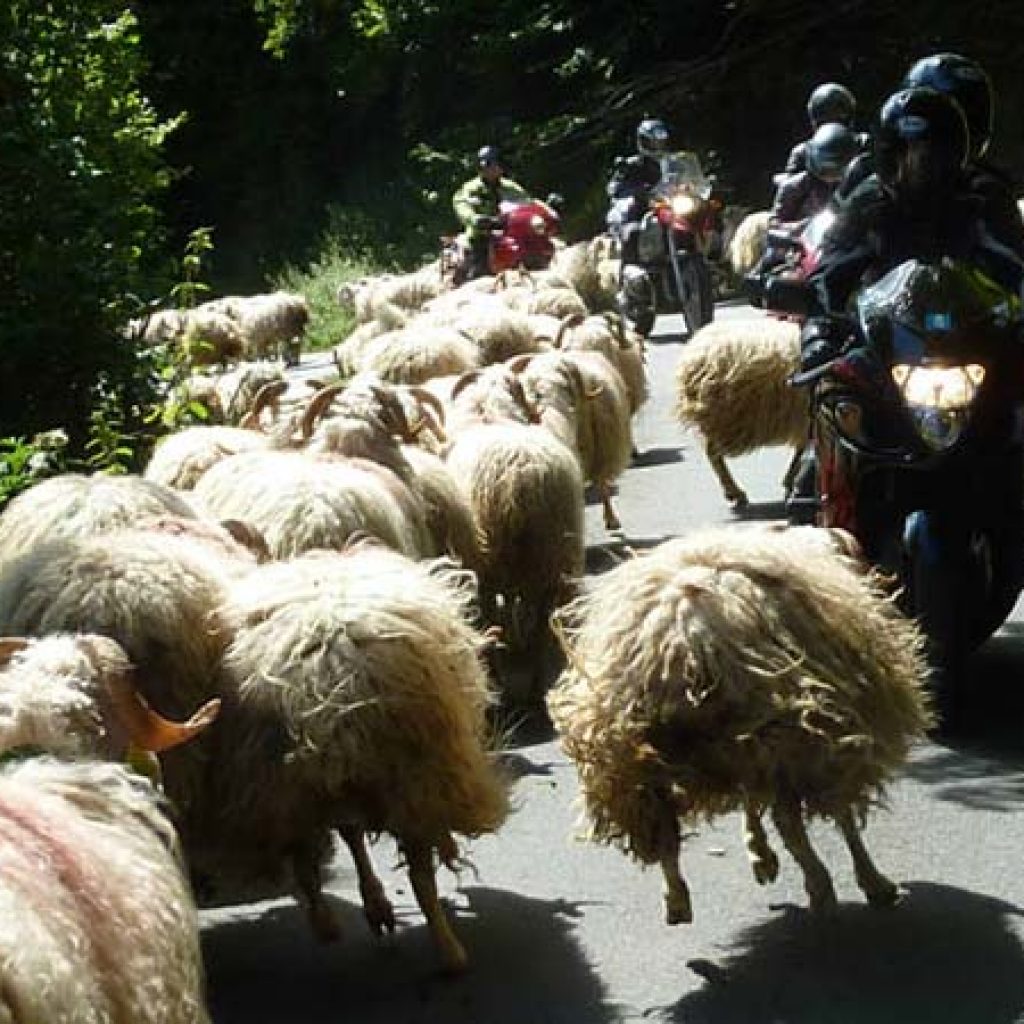 Pyrenees Motorcycle Tours - Sheeps