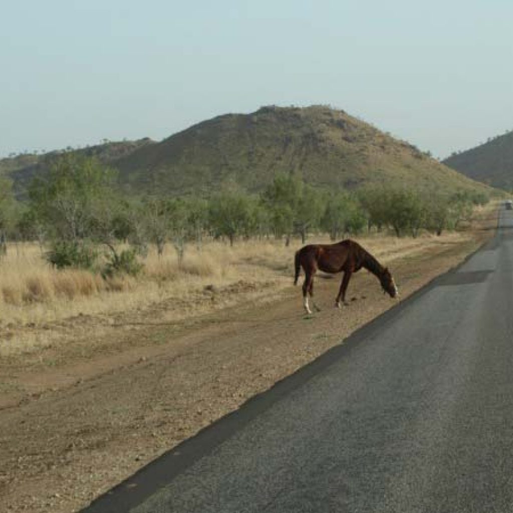 Two Wheel Touring Australia - Horse