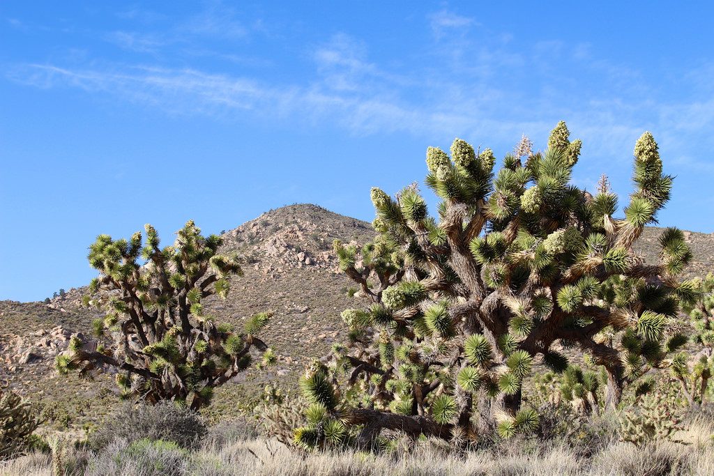 Mojave Road-USA-Scrubbrush