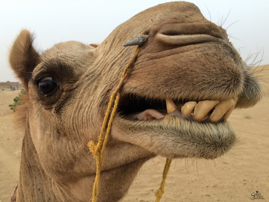 Camel in Thar Desert Rajasthan 