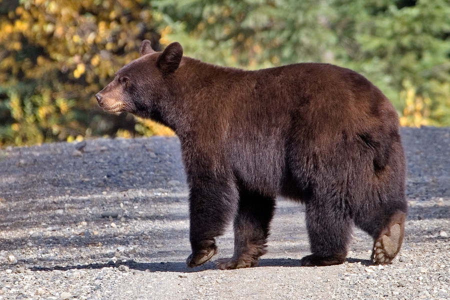 MacKenzie Trail-Canada-Black Bear