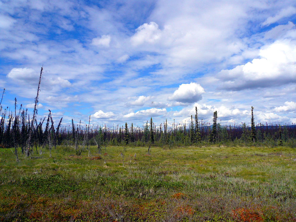 Robert Campbell Highway - Canada - Permafrost and Forest near Highway