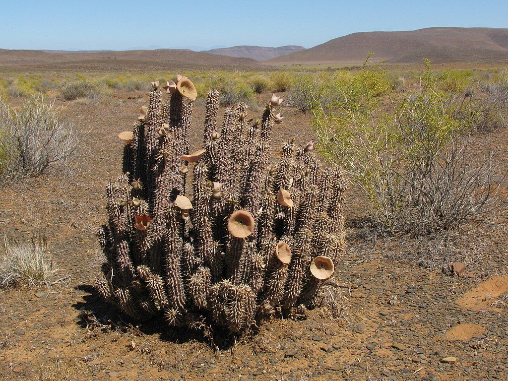 Route 355 - South Africa - Cactus in Tankwa Karoo National Park