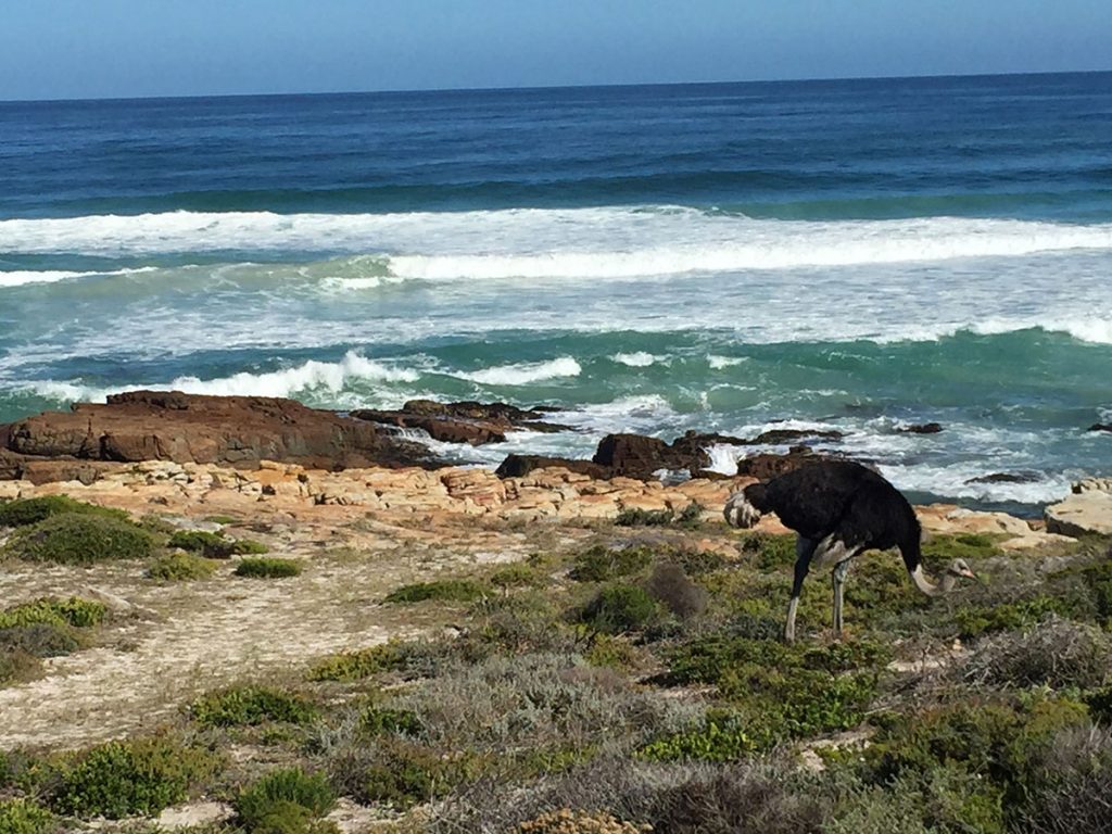 Ostrich at Cape Point in South Africa