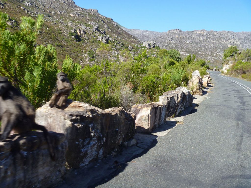 Baboons on the side of the Gydopas, South Africa